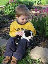 pet headstone memorials