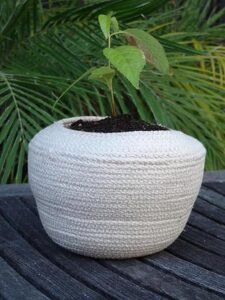 biodegradable tree urn